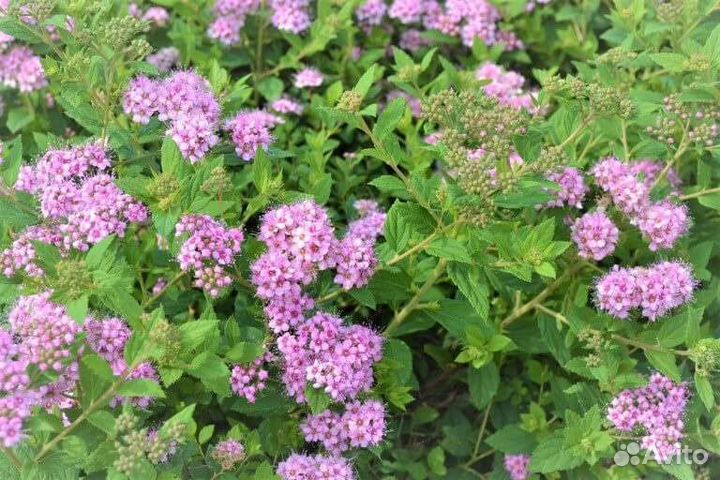 Спирея Литтл Принцесс