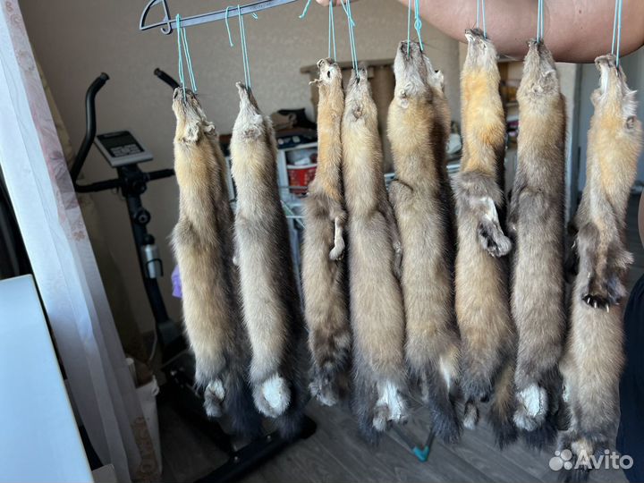 Пушнина Соболя