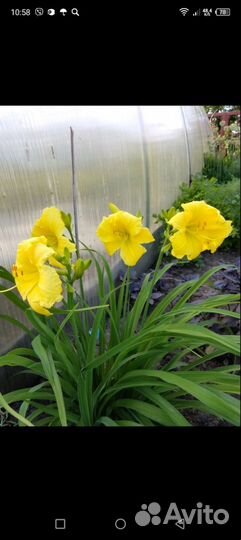 Многолетники