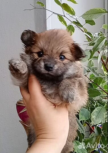 Щенки шпица