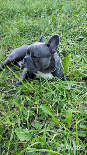 Французский бульдог вязка
