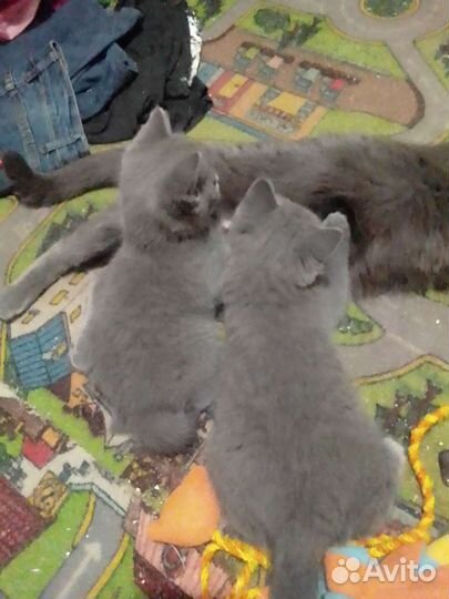 Британские котята