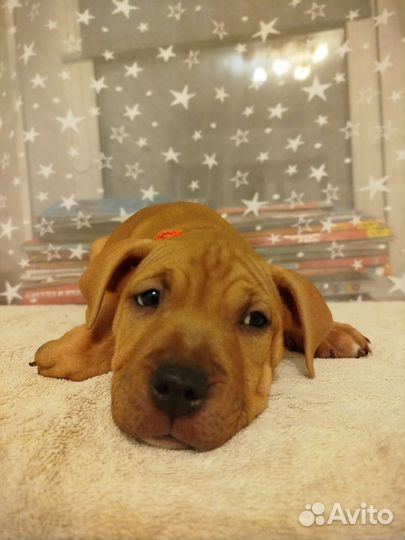 Щенок питбуля