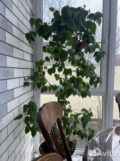 Комнатные растения