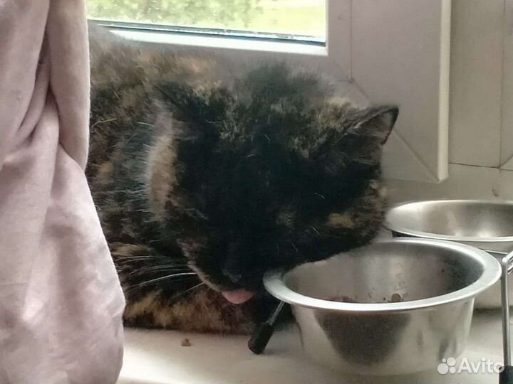 Отдам замечательную кошечку