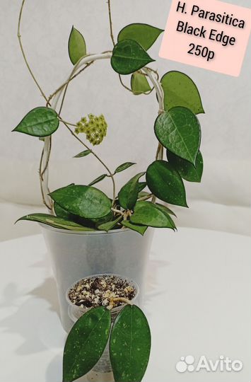 Хойи сортовые - 3