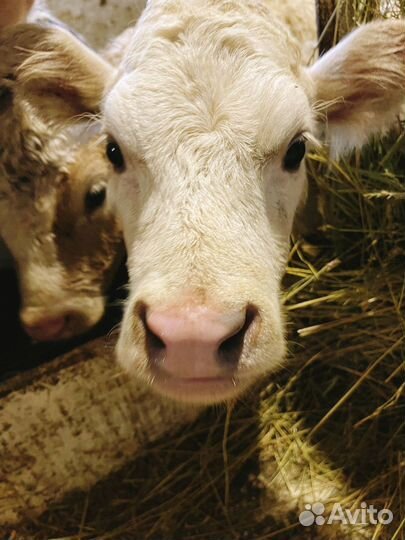 Телята продам телки бычки (бычок) недельные