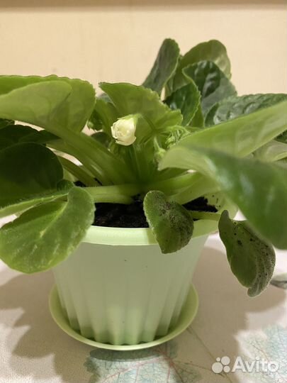 Фиалка сортовая зацветающая