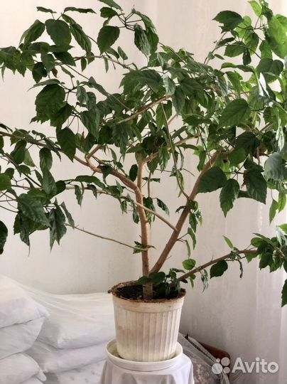 Китайская роза комнатная красная