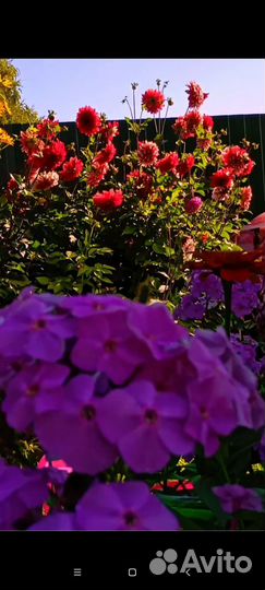 Георгины клубни