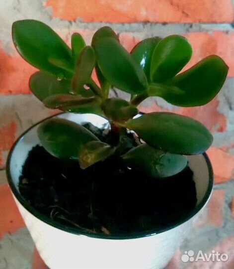 Лучший подарок - Денежное дерево (крассула, толс