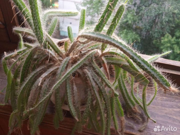 Пушистый кактус