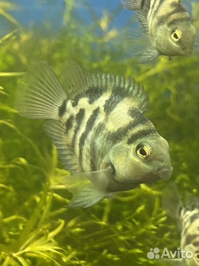 Рыба попугай