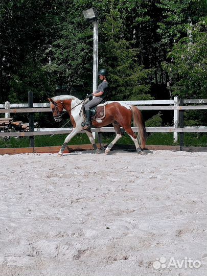 Продам жеребца