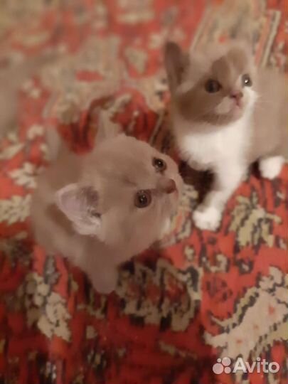 Британские котята