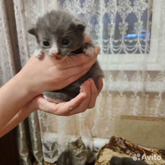 Кошки в добрые руки