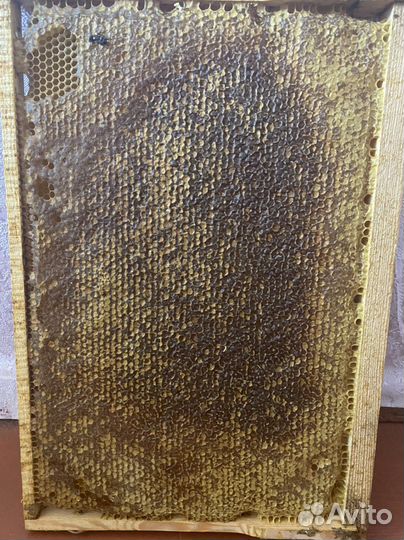 Натуральный мед со своей пасеки