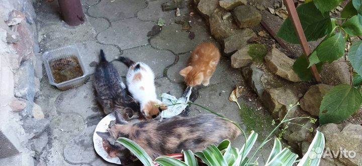 Ляльки необычного окраса