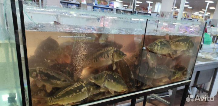 Форель (0,7 - 1,5кг) Карп (0.9 - 2 кг) Живая Рыба