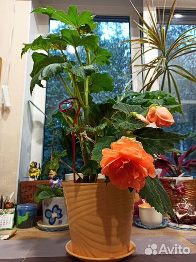 Бегония клубневая 3 цвета