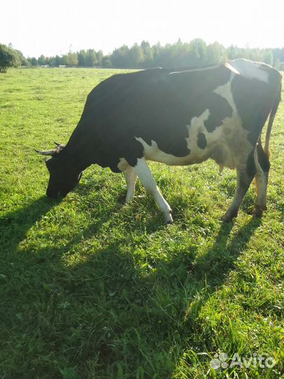 Корова стельная дойная