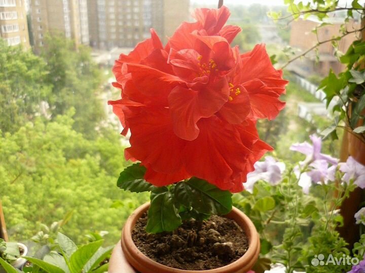 Гибискус махровый