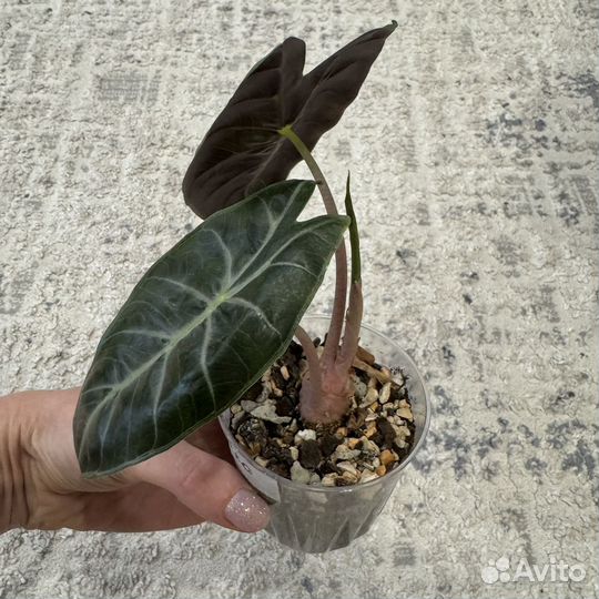 Алоказия марокко