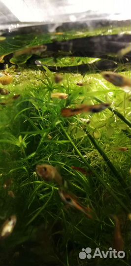 Аквариумные растения, Гуппи, коряги