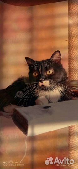 Кошечка Николь