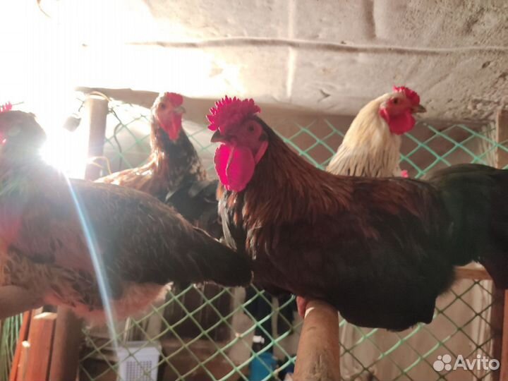 Петухи