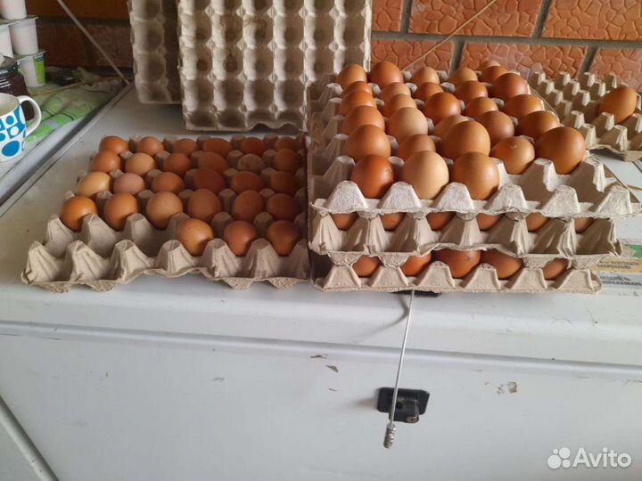 Домашние куриные яйца