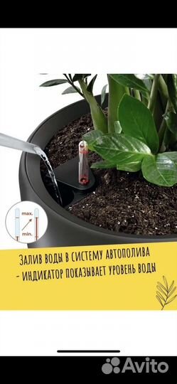 Горшок Лечузза