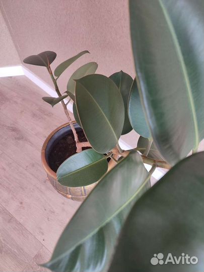 Фикус с кашпо