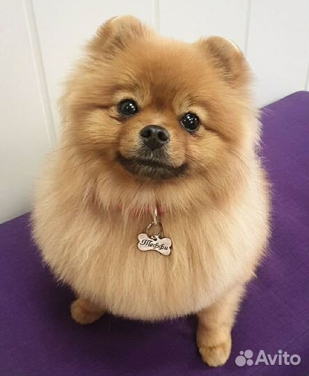 Стальной адресник/жетон для собак и кошек