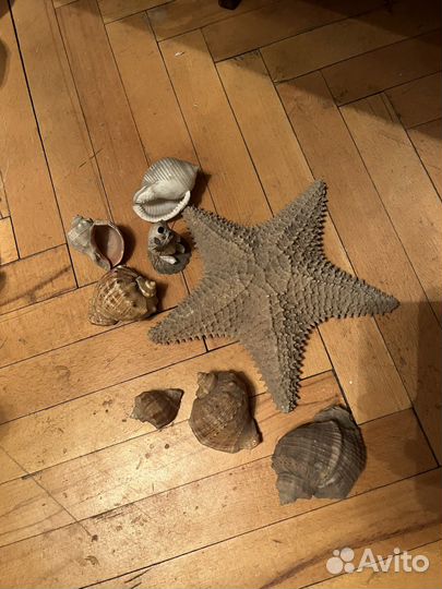 Морская звезда и ракушки в аквариум