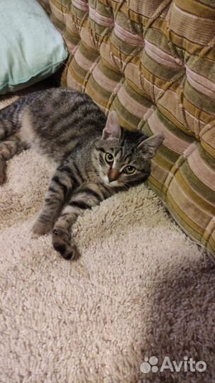 Котенок Мурзилка в добрые руки