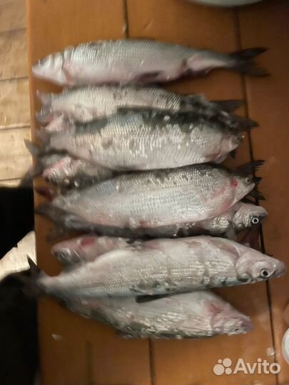 Свежая рыба омуль и сиг