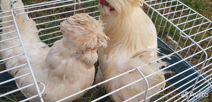 Продажа и аренда утят,цыплят,гусей,коз,барашков