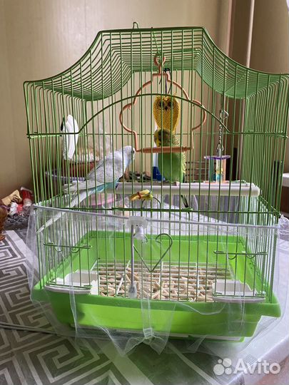 Волнистый попугай