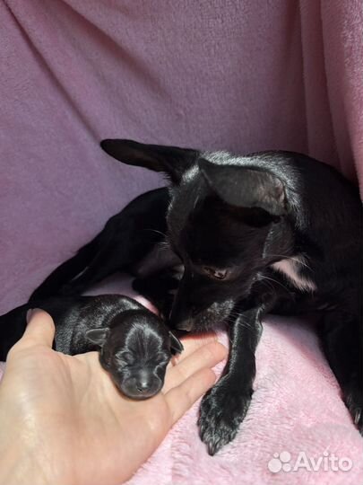 Той-терьер щенки