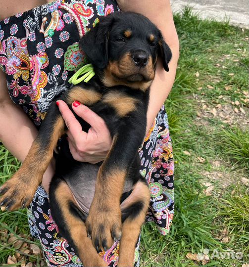 Щенки ротвейлера