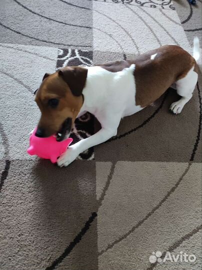 Собака для вязки