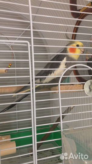 Ручной говорящий попугай