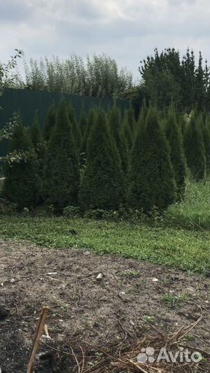 Туя западная смарагд