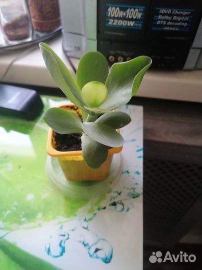 Комнатные цветы