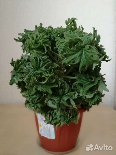 Пеларгония эксклюзив)