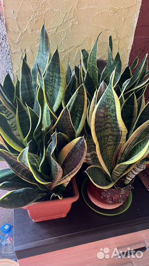 Сансевиерия