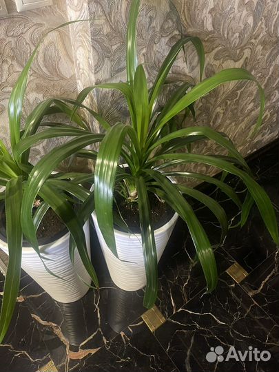 Комнатный цветок панданус