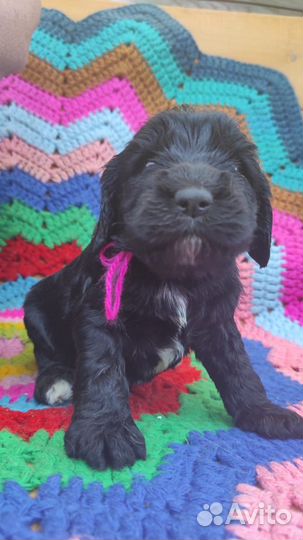 Щенки спаниеля