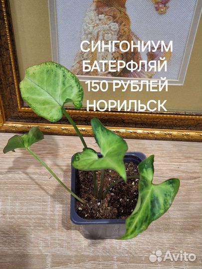 Сциндапсус, эпипремнум, сингониум